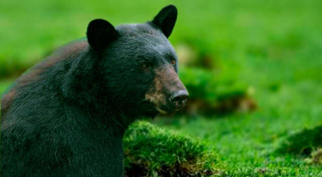 American Black Bear