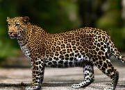 Anatolian Leopard