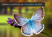 Animals with Blue-colored Blood