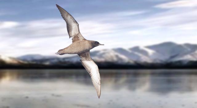 Arctic Tern Longest Migration Bird