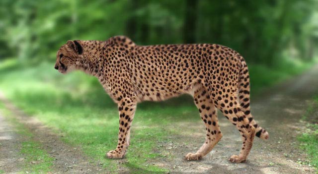 Image result for leopard print