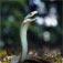 Black Mamba