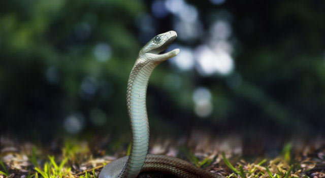 Black Mamba