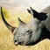 Black Rhino Habitat and Causes of Being Endangered