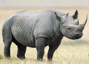 Black Rhino Habitat and Causes of Being Endangered