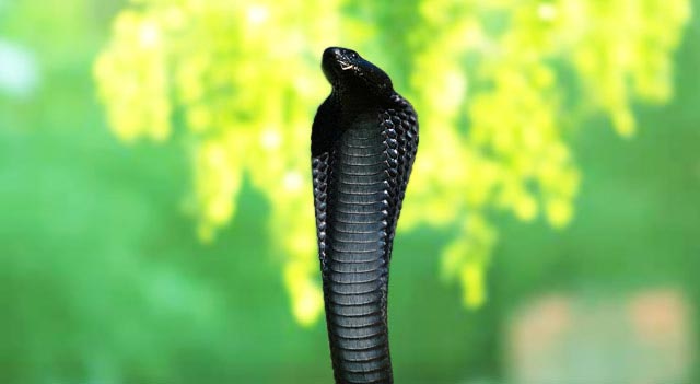Cobra de Capelo