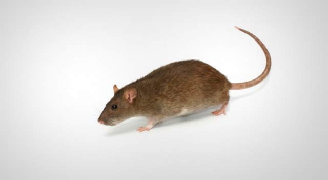 Common rat or Brown rat