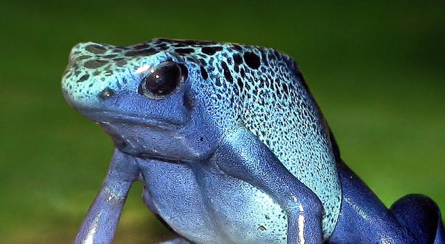 Dart Frog