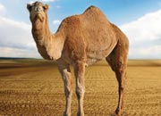 Dromedary Or Arabian Camel