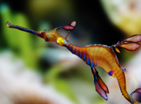 Facts about Leafy Seadragon
