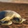 Flatback Turtles