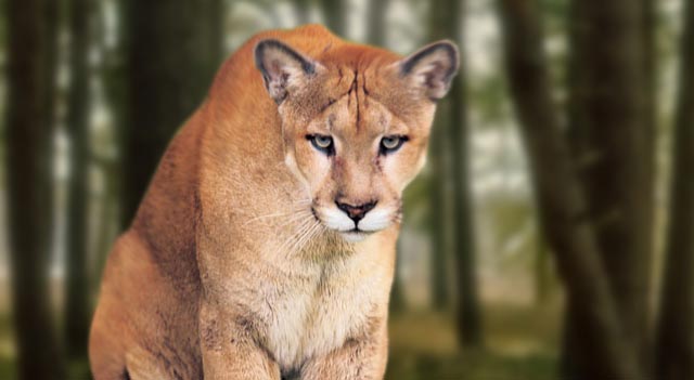 Florida Cougar