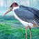 Marabou stork’s