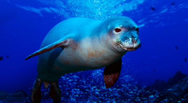 Mediterranean Monk Seal