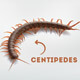 Millipedes Vs Centipedes