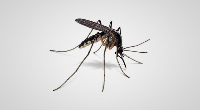 Mosquito