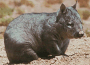 Northern Hairy-Nosed Wombat