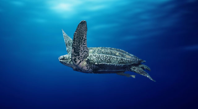 Pacific Leatherback Turtle