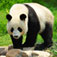 Why Are Pandas Endangered - Threats to Panda's Existence
