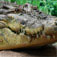 Saltwater Crocodile