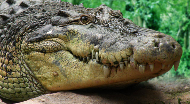 Saltwater Crocodile