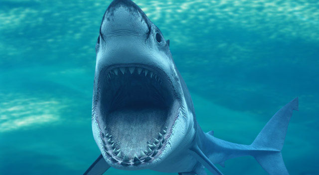 Shark