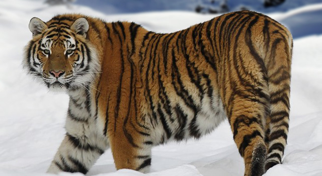 Resultado de imagem para siberian tiger color