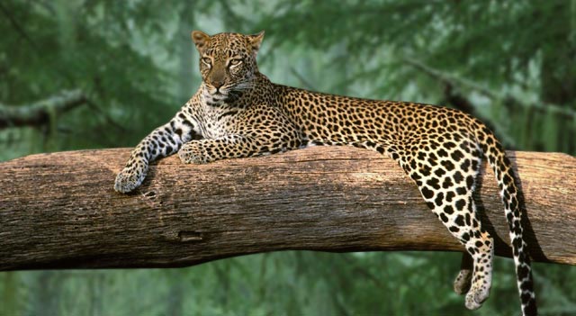South Arabian Leopard