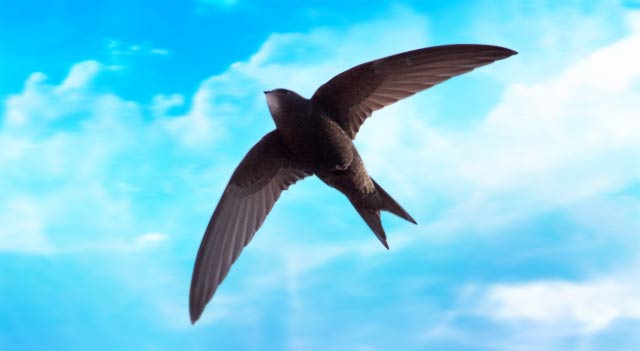 Spine Tailed Swift