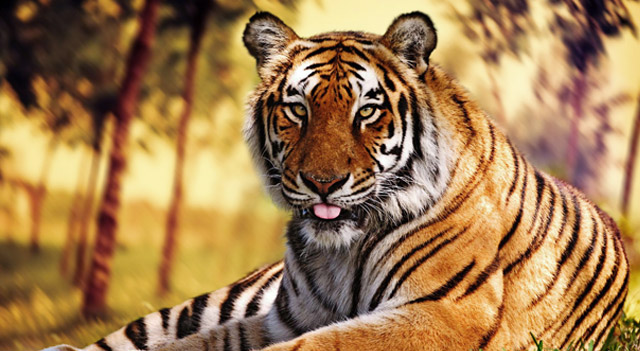 tiger-sitting-in-jungle.jpg