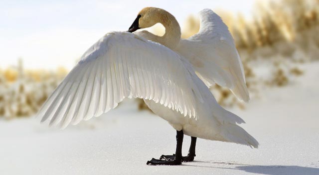 Trumpeter swan’s