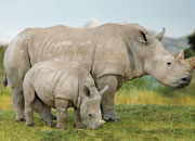 White Rhino Facts and Pictures - Why Endangered?