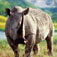 White Rhino Facts and Pictures - Why Endangered?
