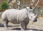 http://www.liveanimalslist.com/interesting-animals/images/white-rhinoceros.jpg