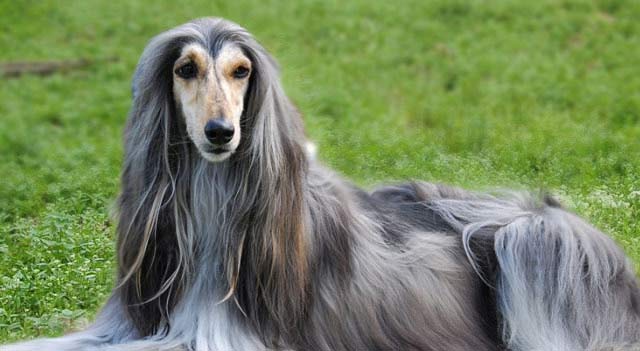 Afghan Hound Dog