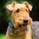 Airedale Dog