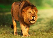 Average Life Span Of A Lion