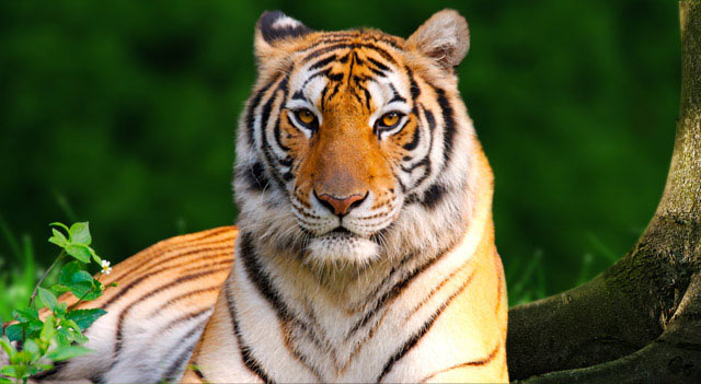 Average Size Of Tiger