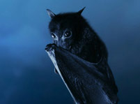 Bat Facts And Pictures