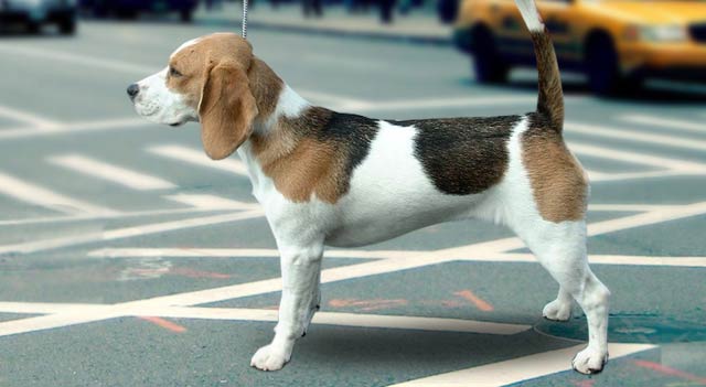 Beagle Dog 