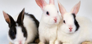 Beautiful Rabbits Picture