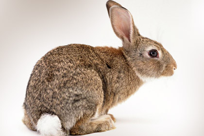 Brown color Rabbit Picture
