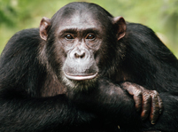 Chimpanzees Facts And Pictures