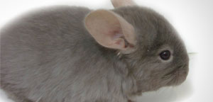 Chinchilla Eye And Ears View Picture