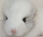 Chinchilla Facts