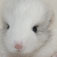 Chinchilla Facts