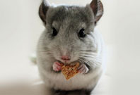 Chinchilla Eating Picture