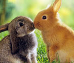 Rabbits Facts