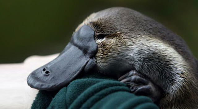 Image result for Duckbill Platypus | Australia Photos