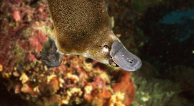 Duckbill Platypus Duckbill Platypus